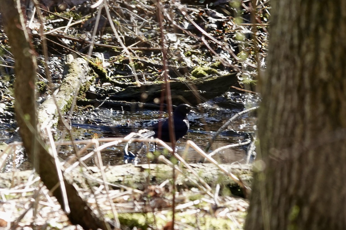 Rusty Blackbird - Marilyn Ohler