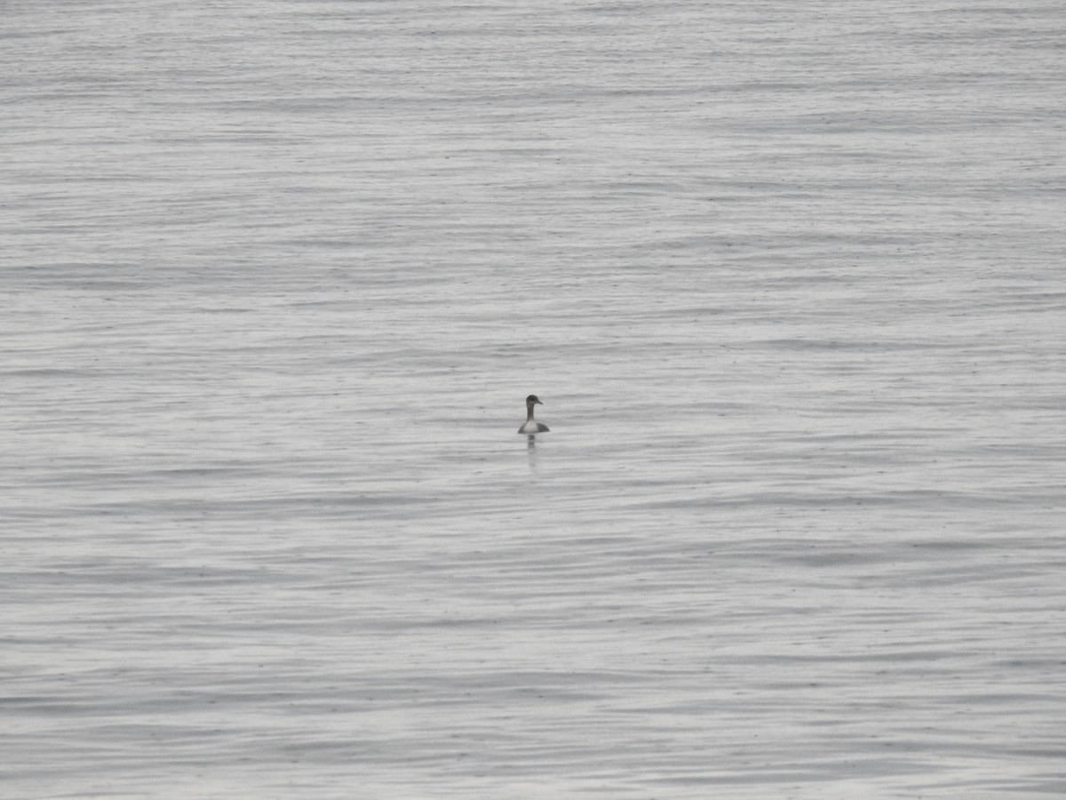 Red-necked Grebe - ML617261128