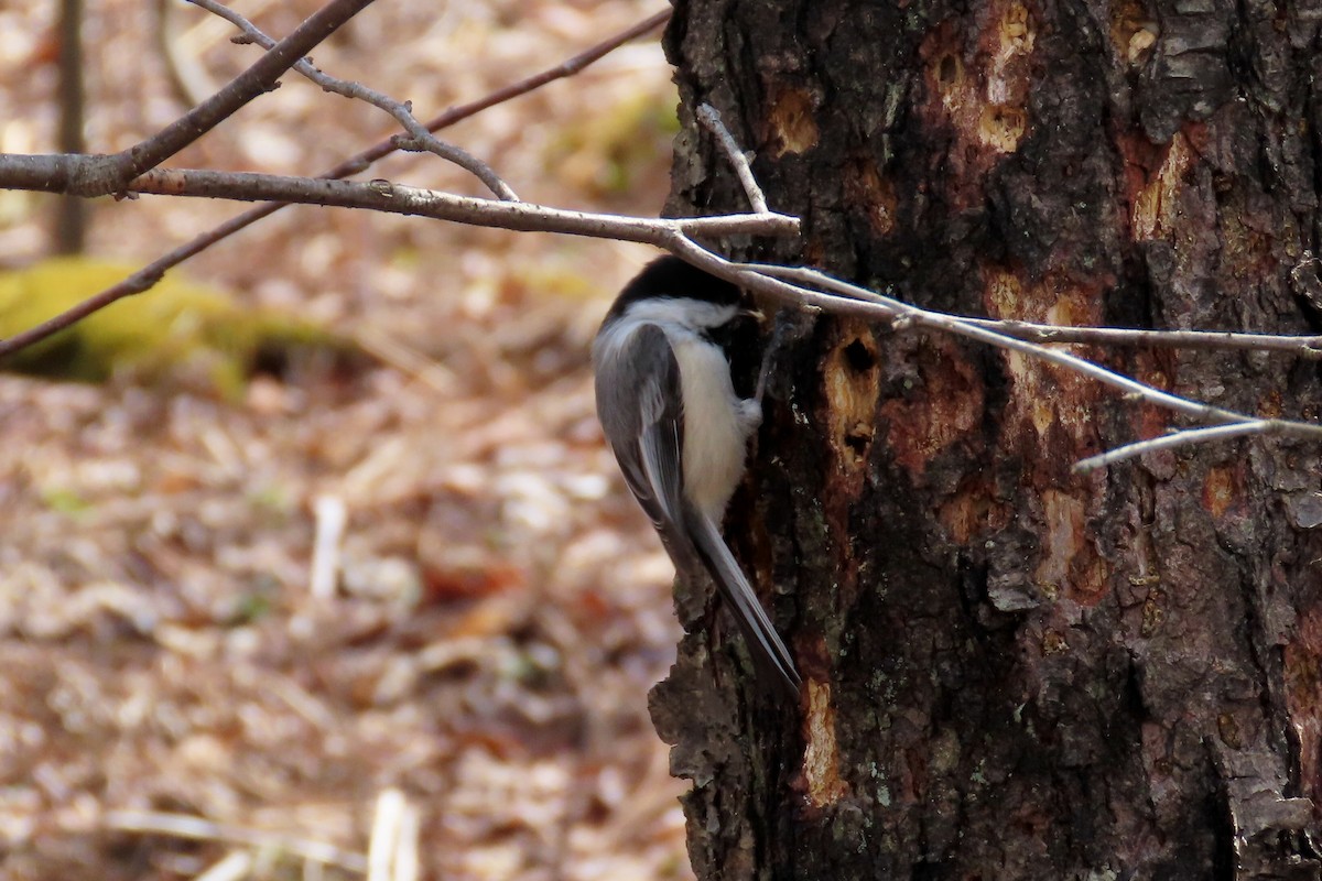 Black-capped Chickadee - Peter & Jane Wolfe