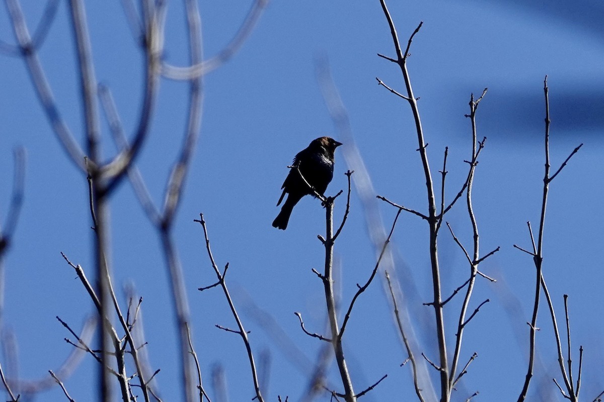 Brown-headed Cowbird - Marilyn Ohler