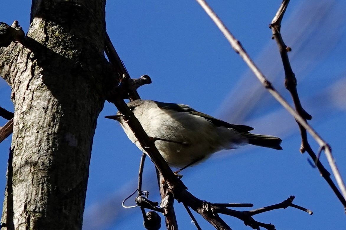 Ruby-crowned Kinglet - Marilyn Ohler