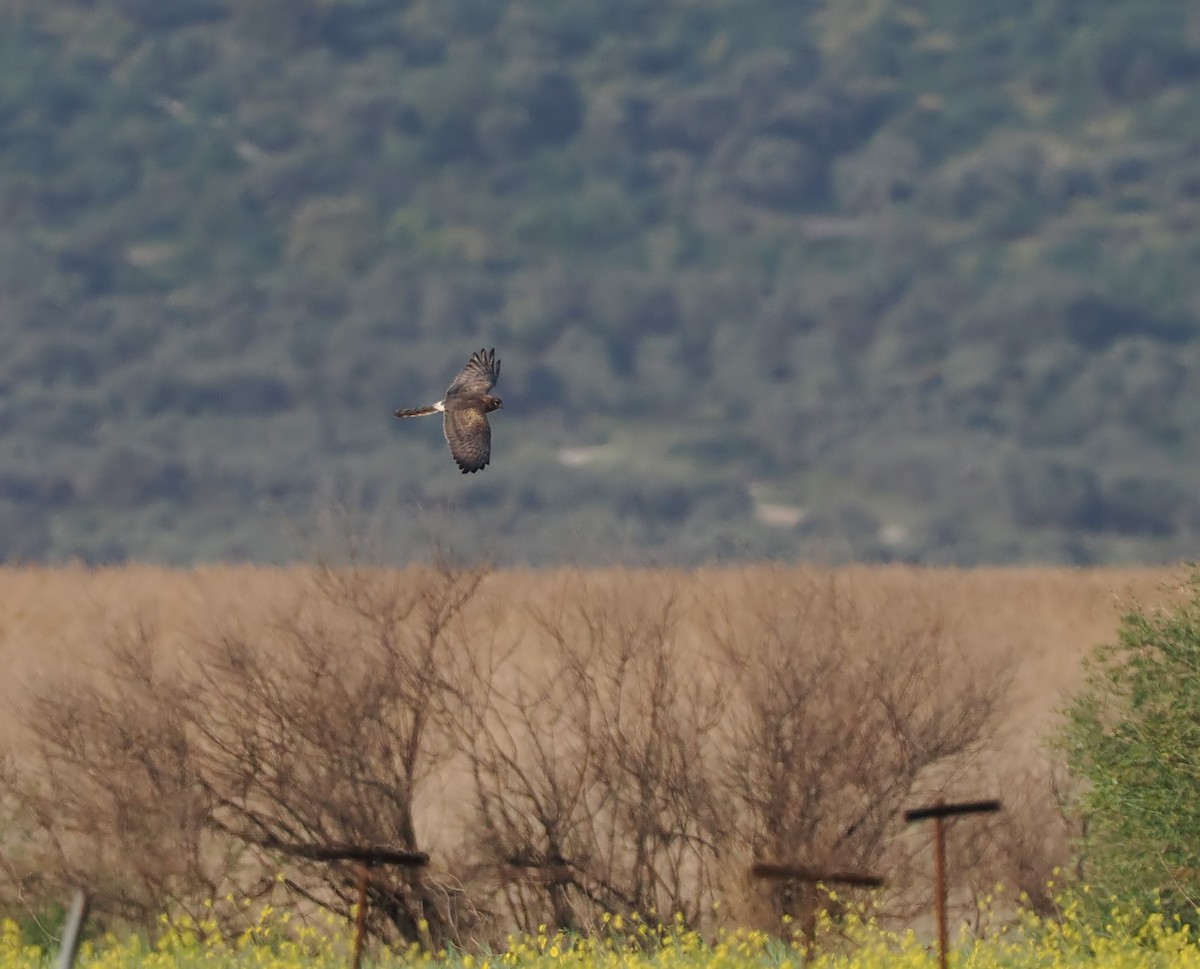 Aguilucho Cenizo - ML617261193