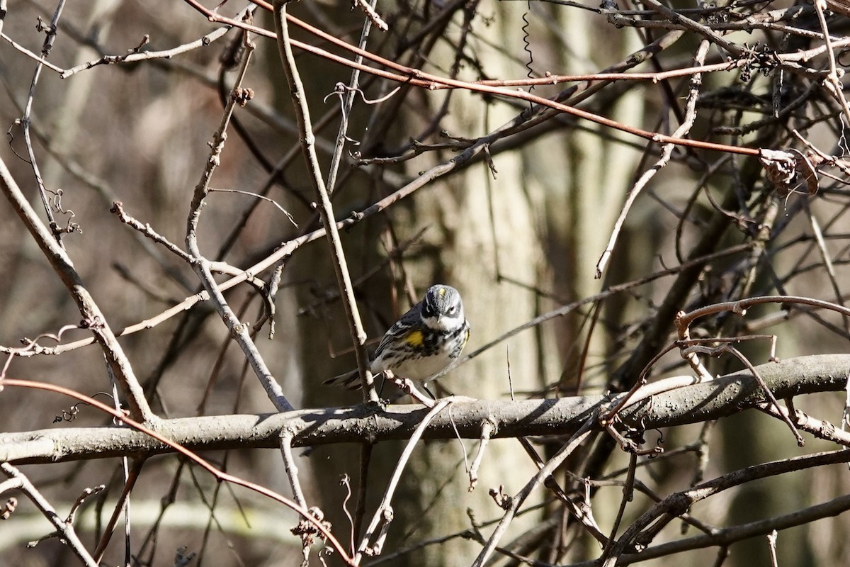 Yellow-rumped Warbler - Marilyn Ohler