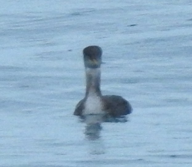 Red-necked Grebe - ML617261202