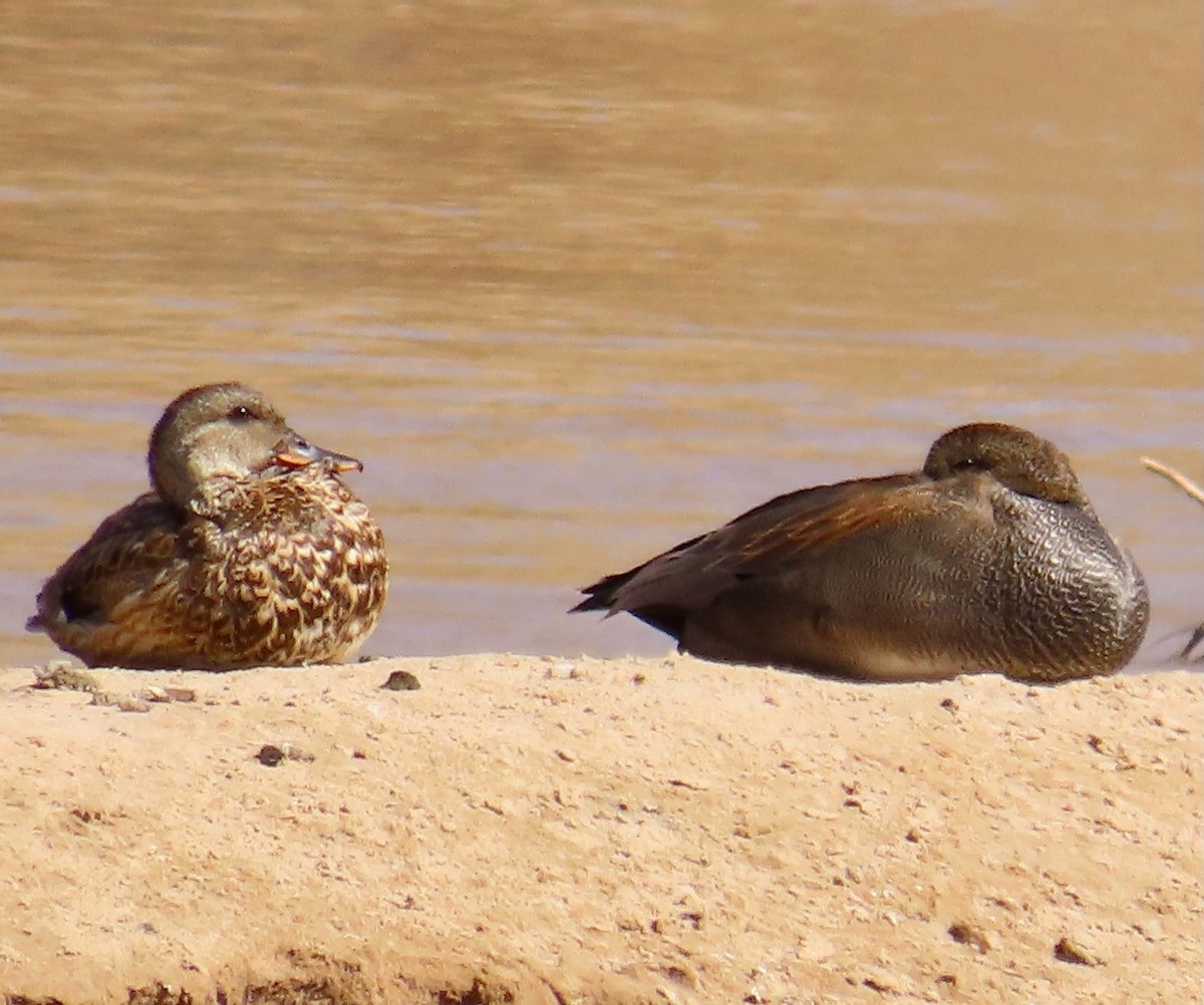 Gadwall - ML617261204