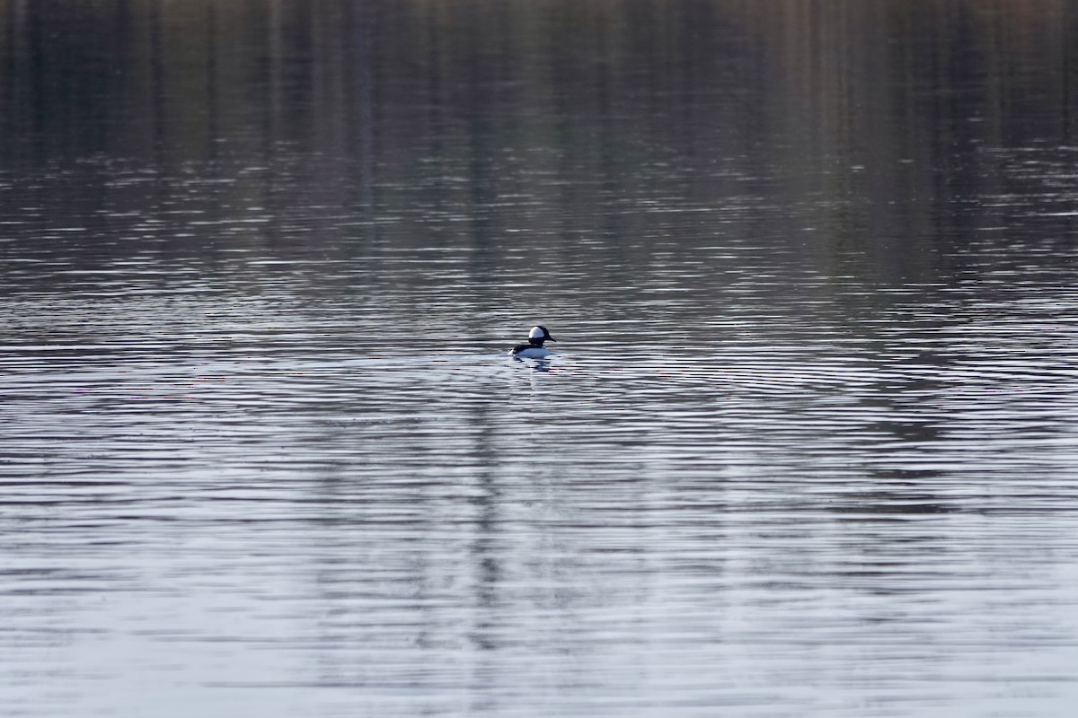 Bufflehead - Marilyn Ohler