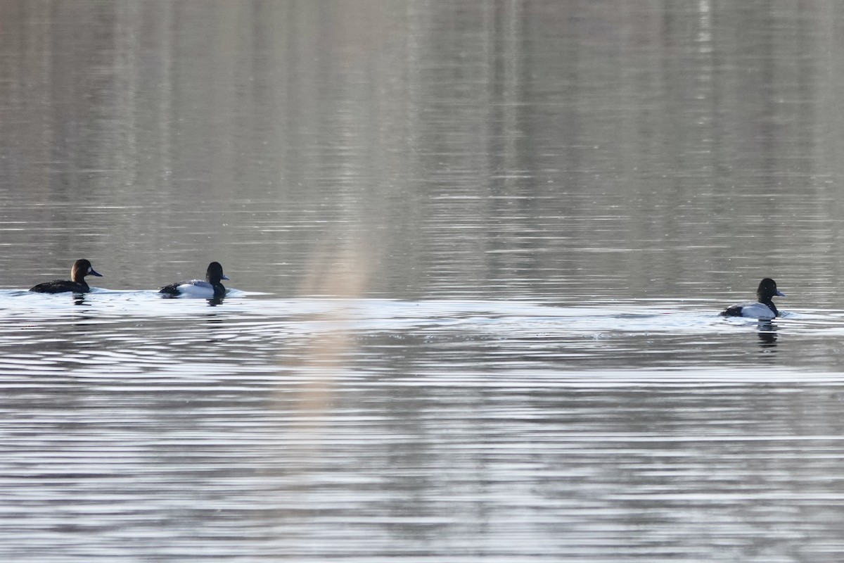 Lesser Scaup - ML617261237