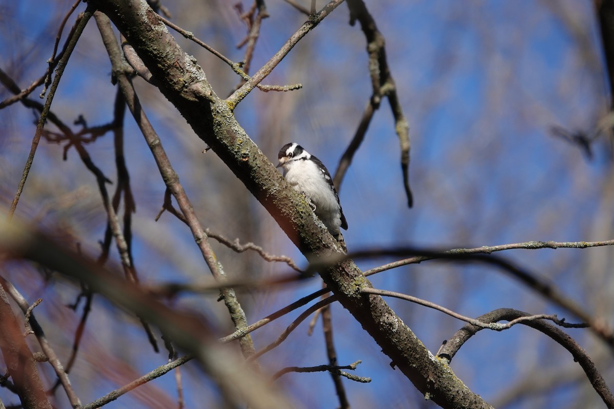 Downy Woodpecker - Marilyn Ohler