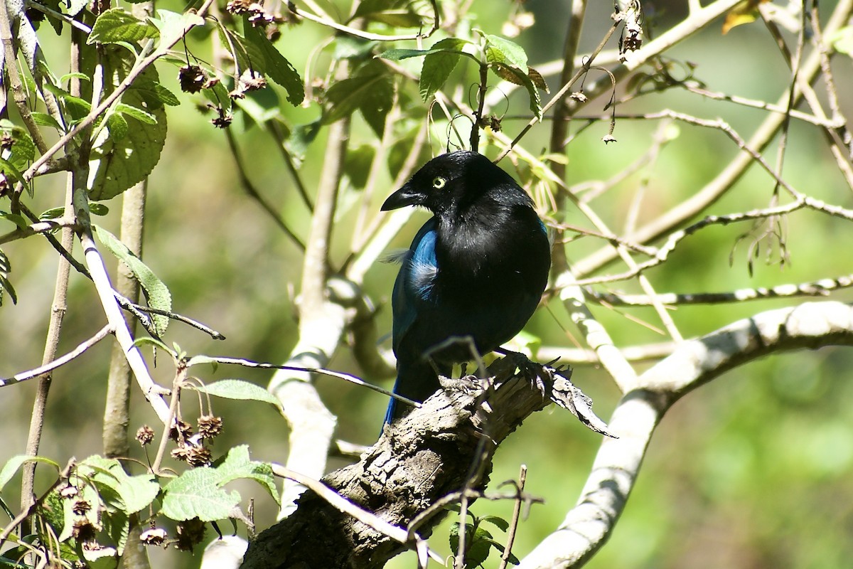 Bushy-crested Jay - ML617261294