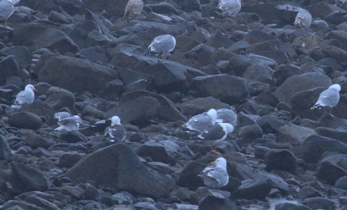 Lesser Black-backed Gull - Robert Dixon