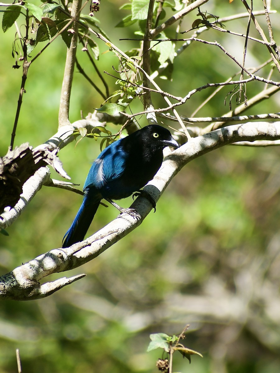 Bushy-crested Jay - ML617261298