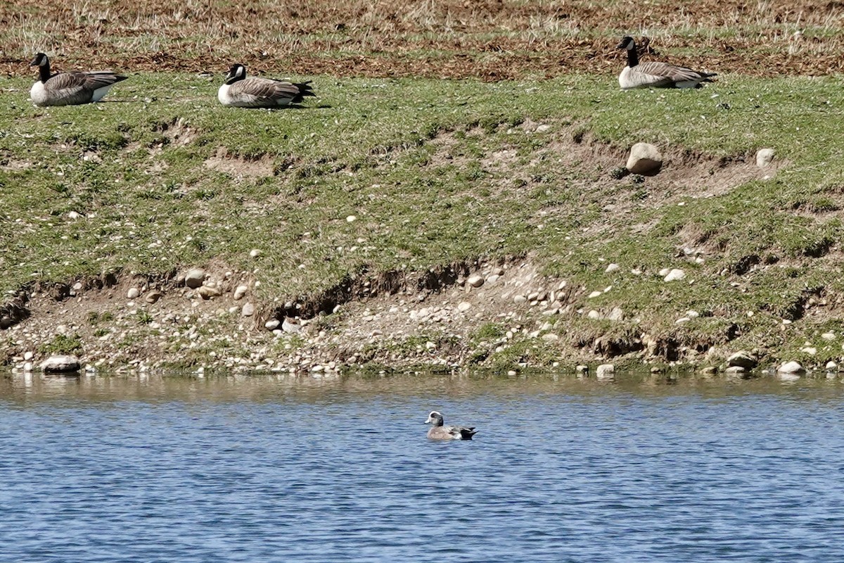 American Wigeon - Marilyn Ohler