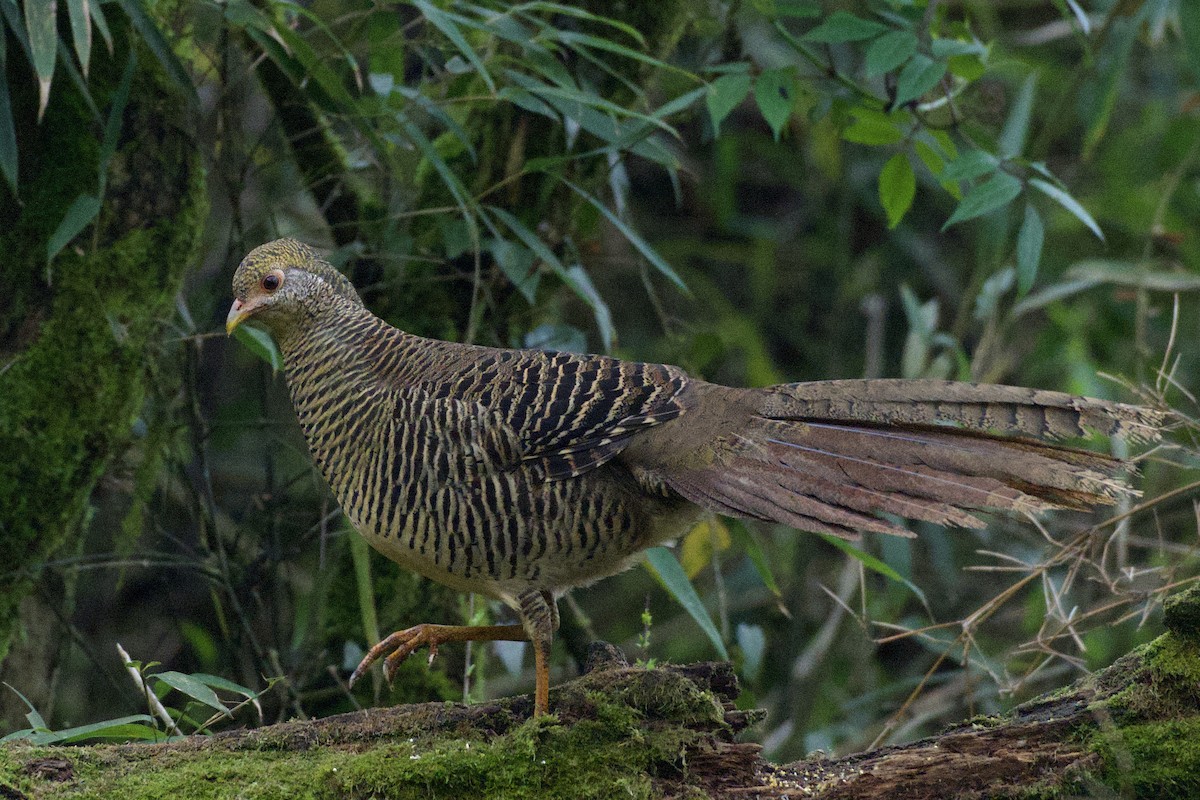 Golden Pheasant - ML617261330