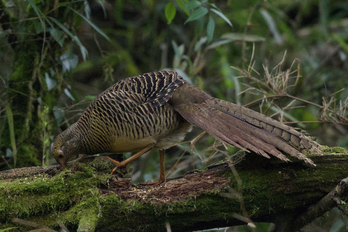 Golden Pheasant - ML617261331