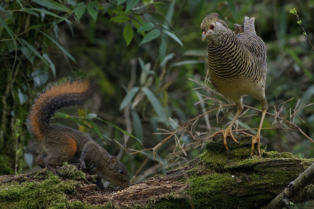 Golden Pheasant - ML617261399