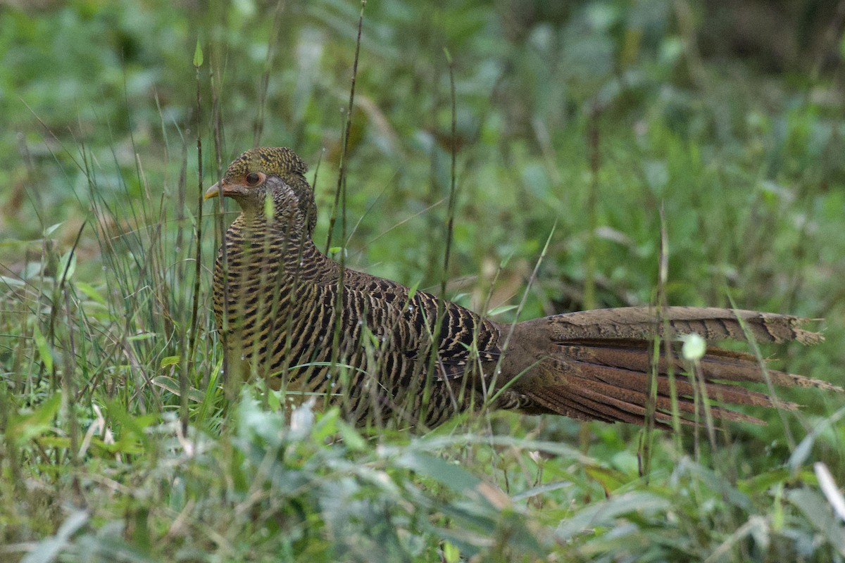 Golden Pheasant - ML617261400