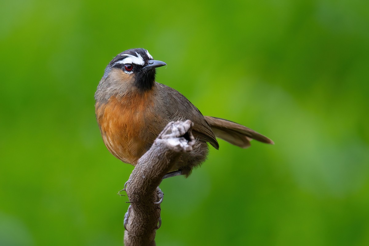 Nilgiri Laughingthrush - ML617261440