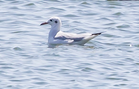 Gaviota Reidora - ML617261461