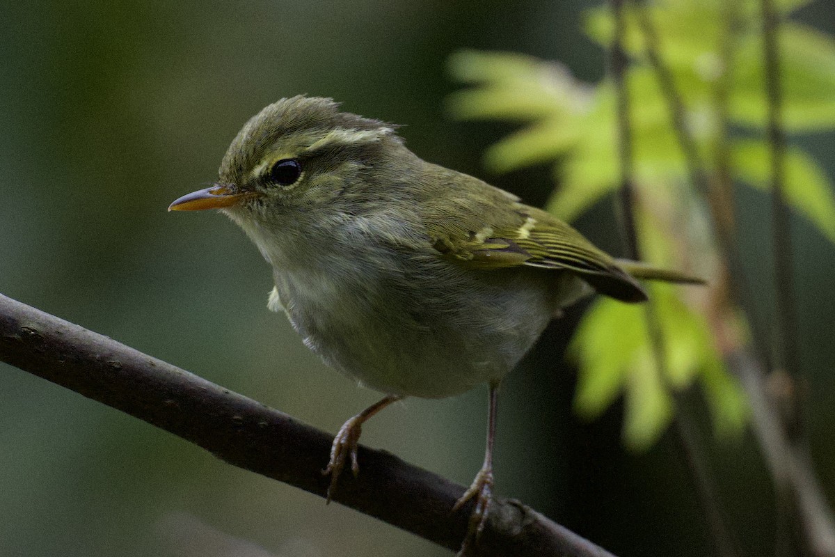 Claudia's Leaf Warbler - Iwan Roberts