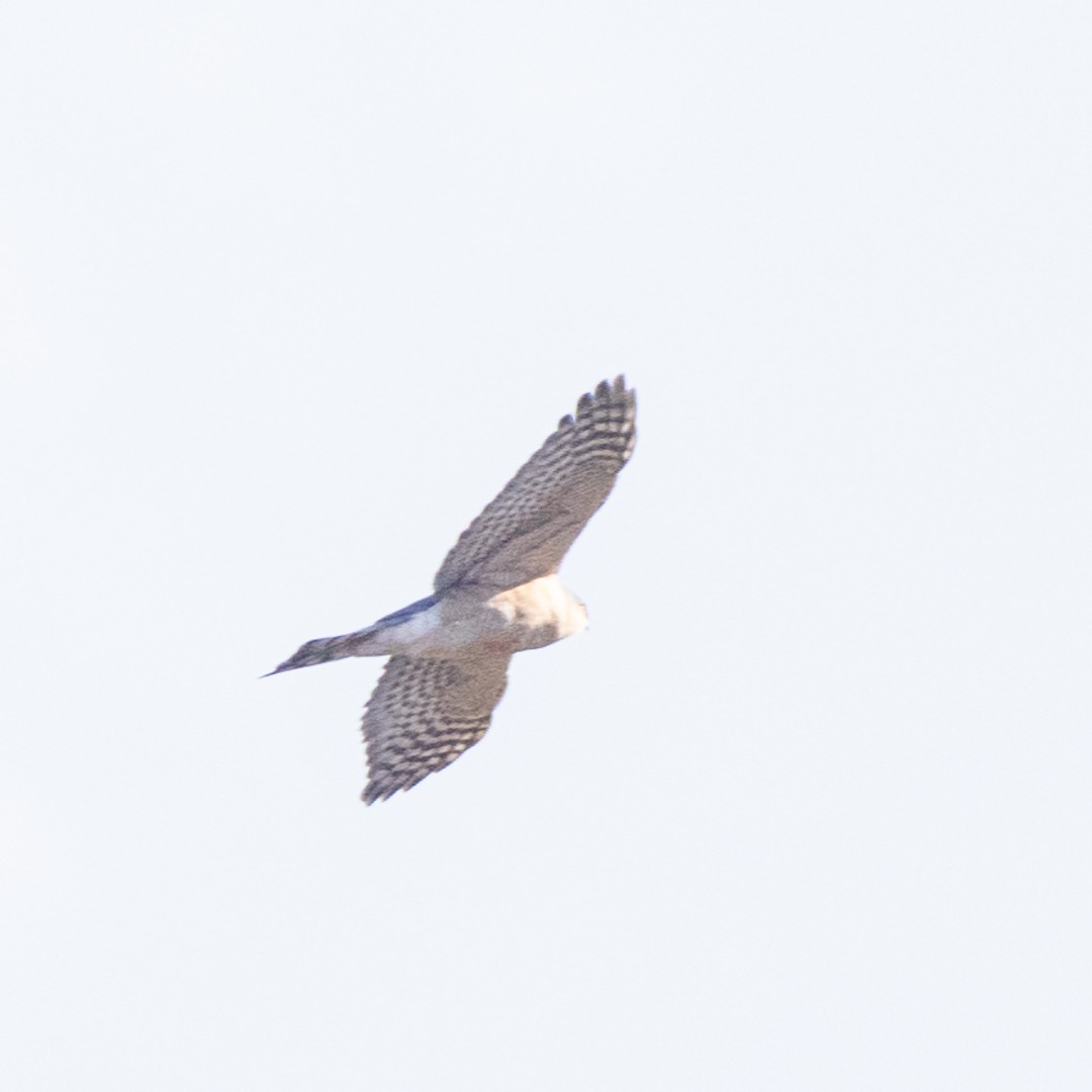 Eurasian Sparrowhawk - ML617261535