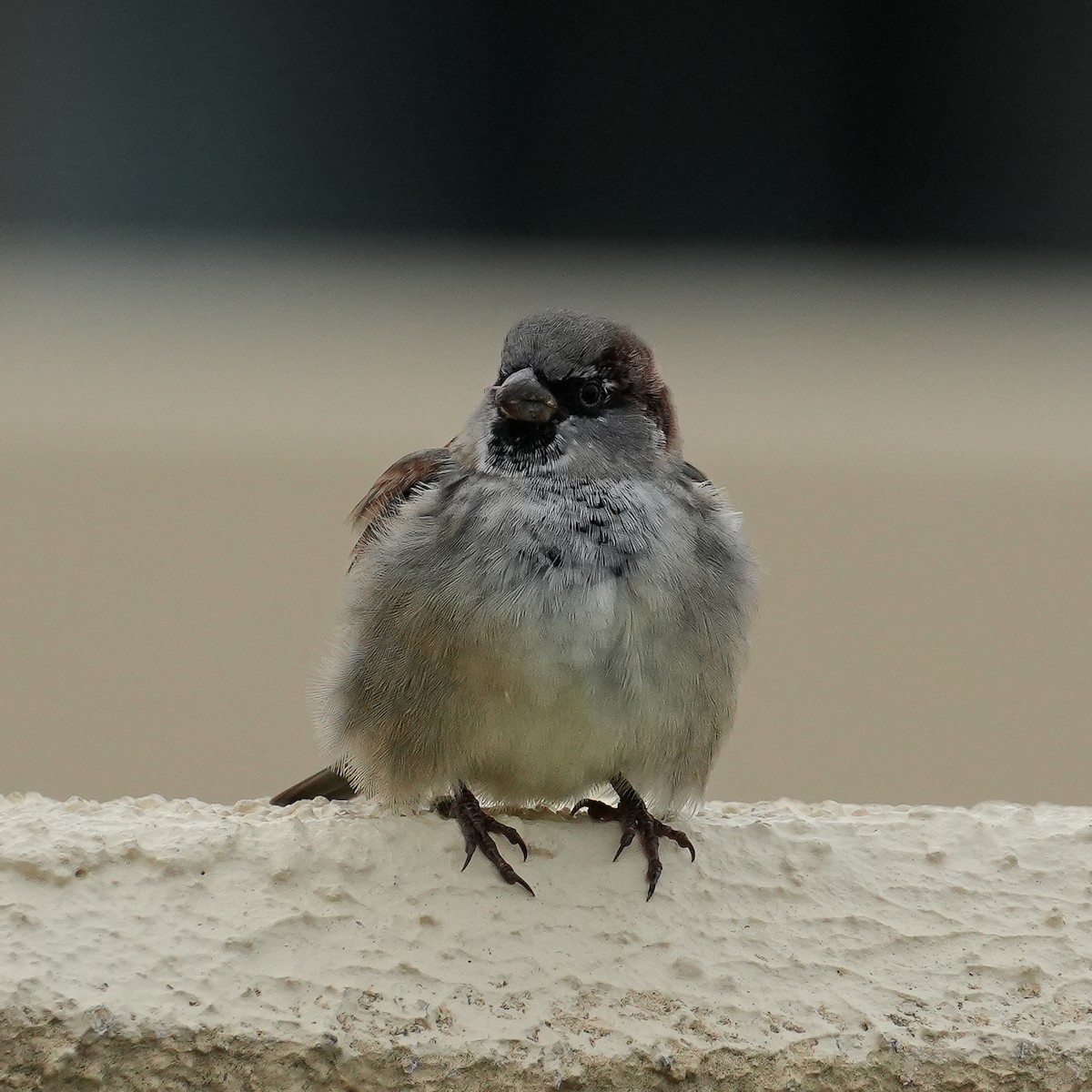 Moineau domestique - ML617261640