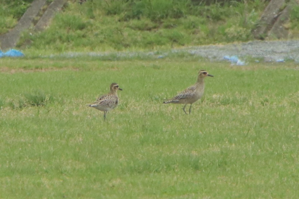 Pacific Golden-Plover - Johnny Robertson