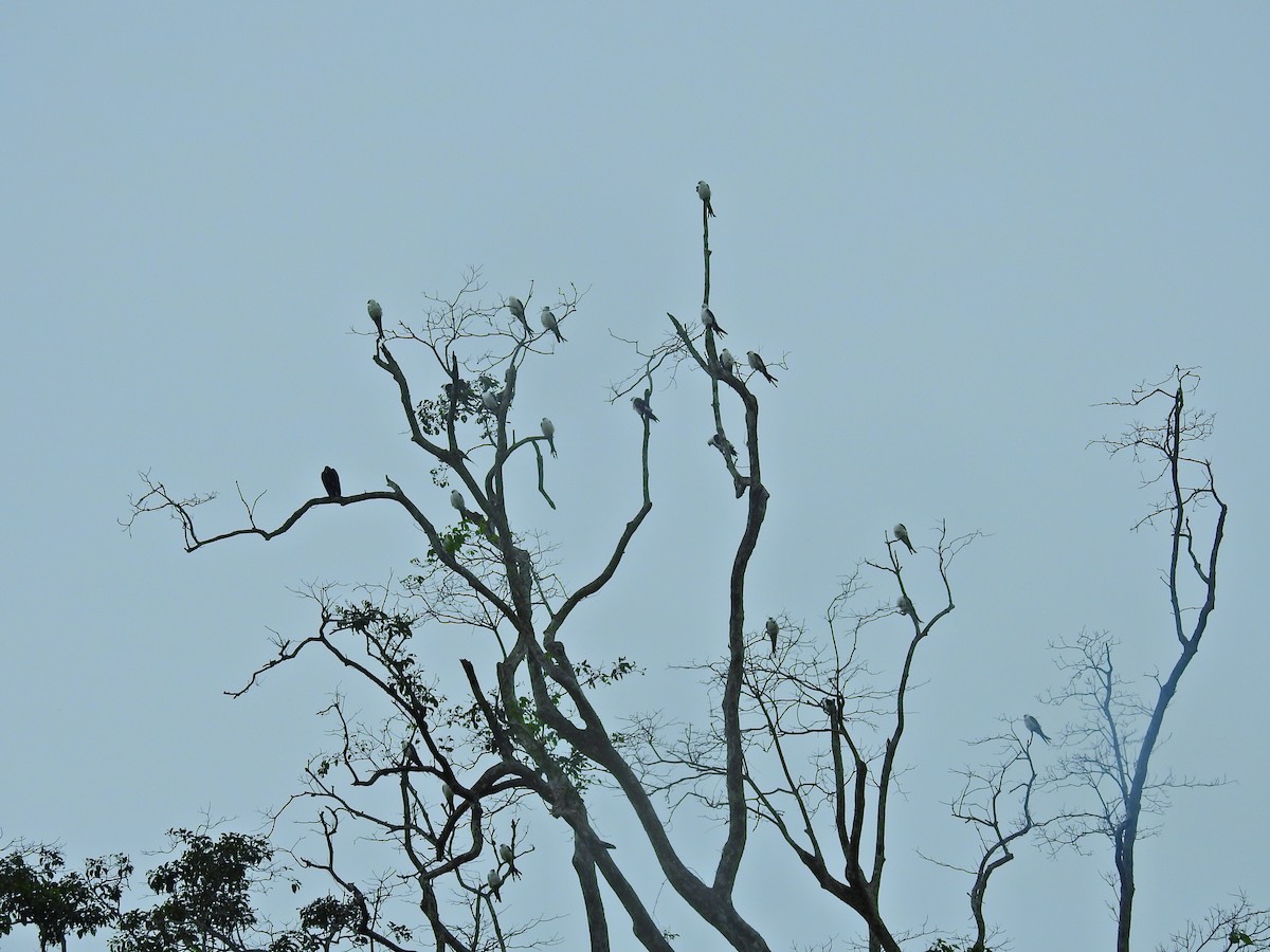 Swallow-tailed Kite - ML617261736