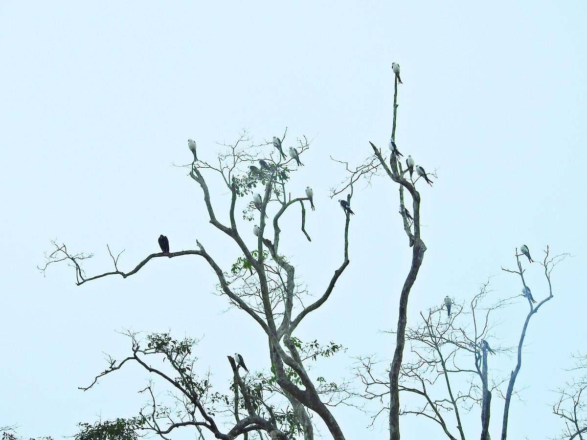 Swallow-tailed Kite - ML617261737