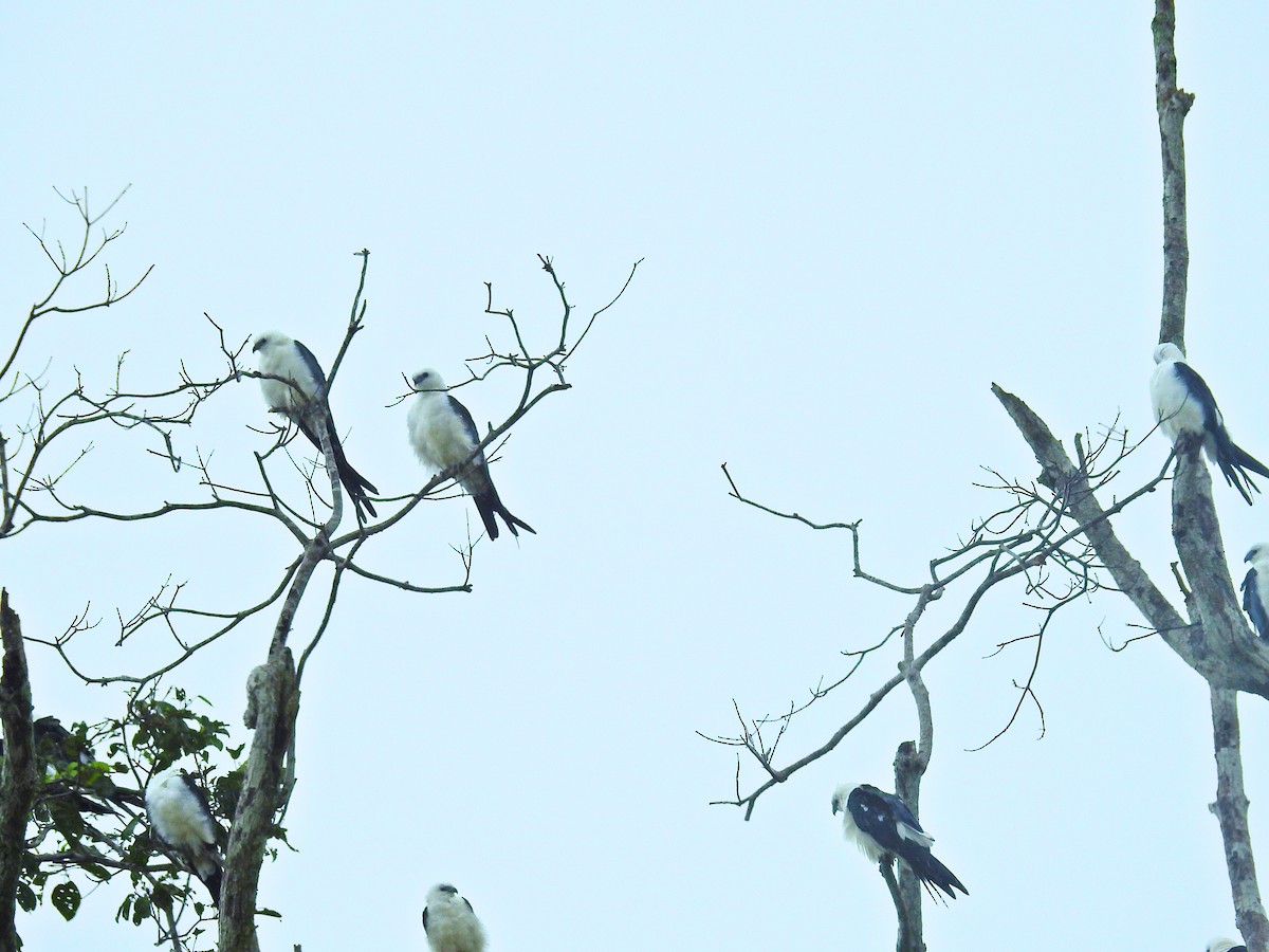 Swallow-tailed Kite - ML617261738