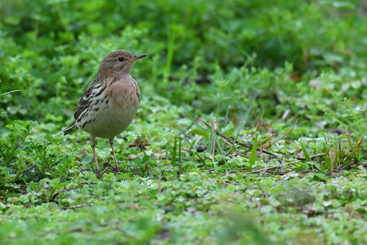 Pipit à gorge rousse - ML617261746