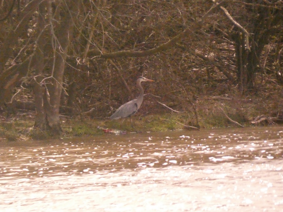 Great Blue Heron - ML617261813