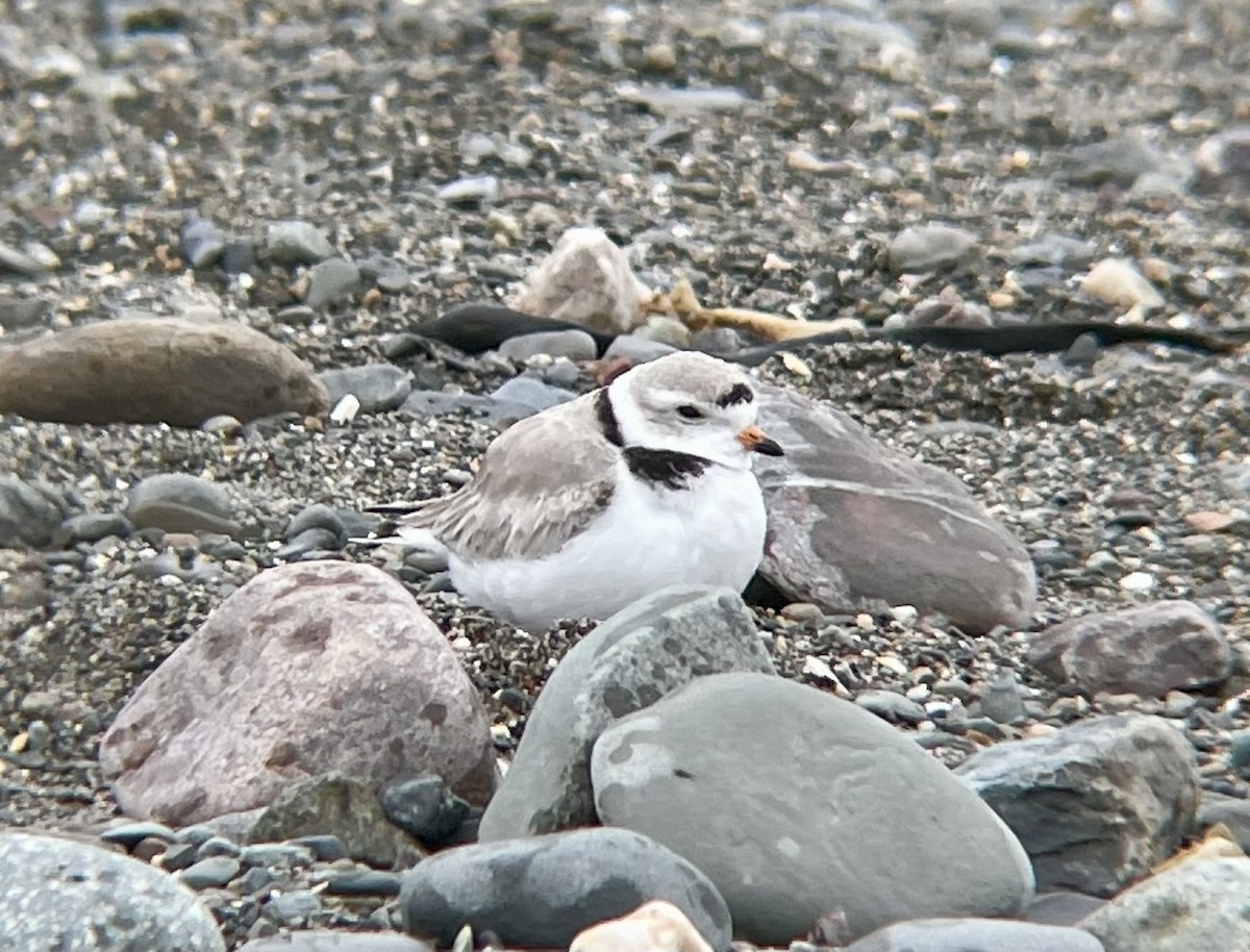 Piping Plover - ML617261843