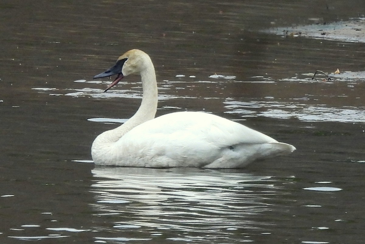 Trumpeter Swan - Jamie Meyers