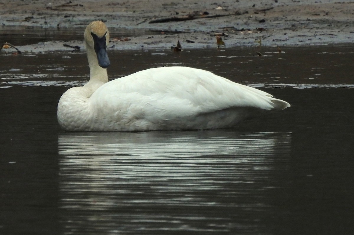 Cisne Trompetero - ML617261902