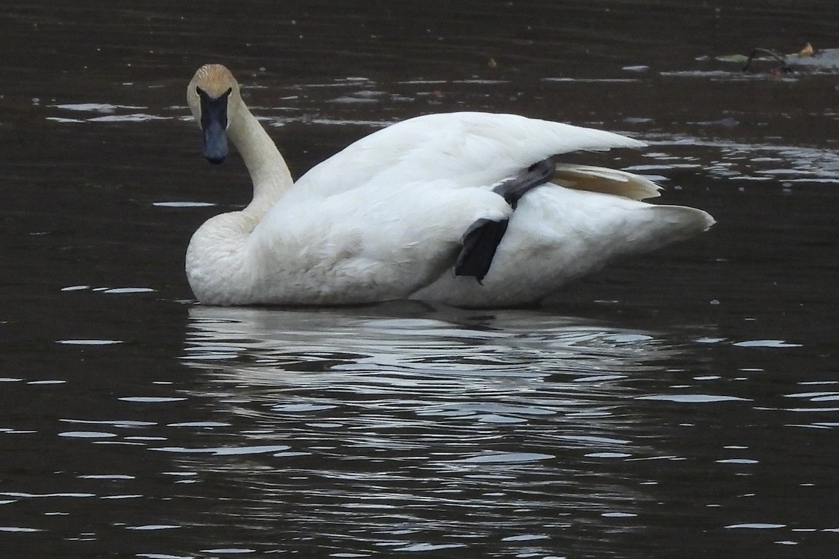 Cygne trompette - ML617261914