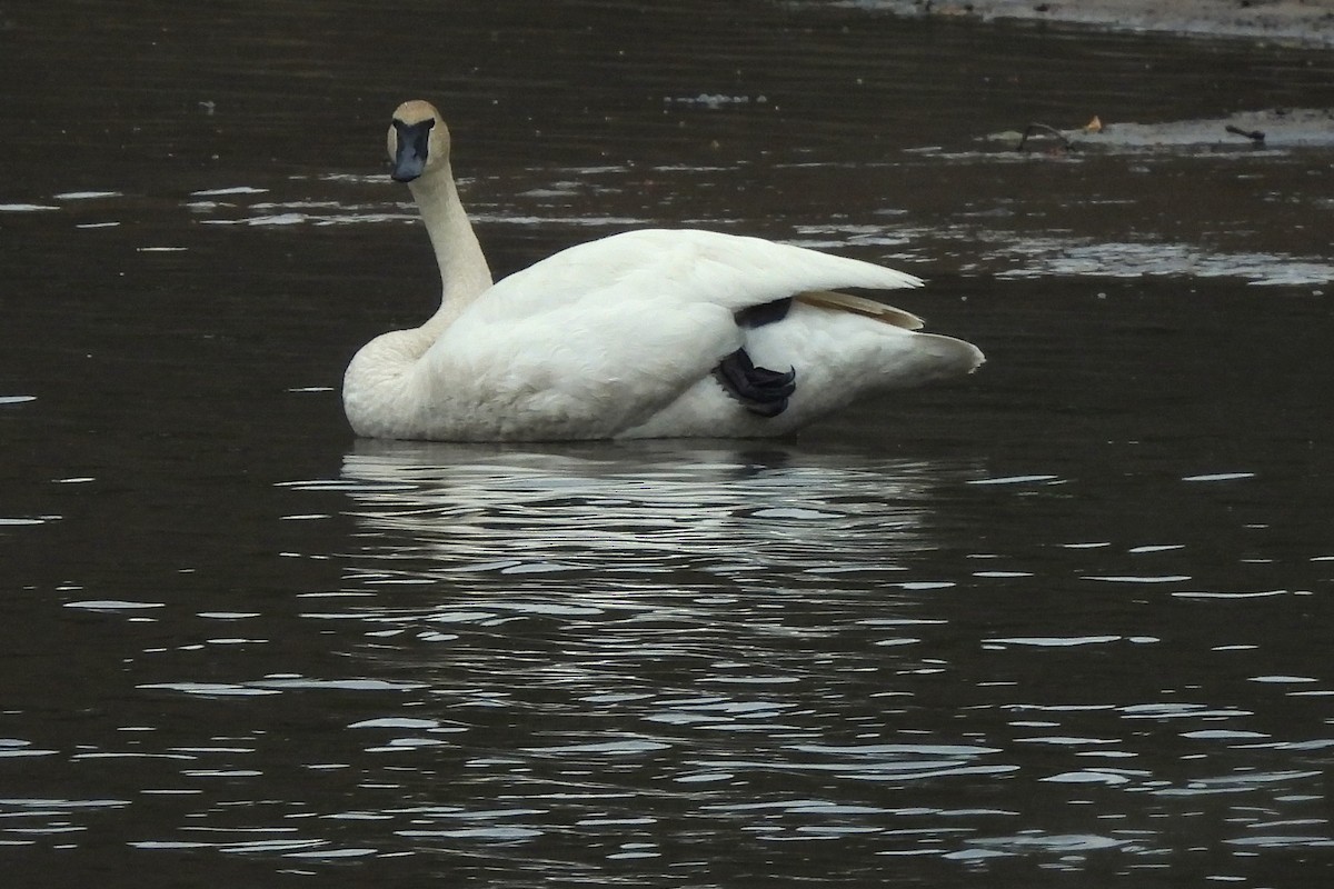 Cisne Trompetero - ML617261915