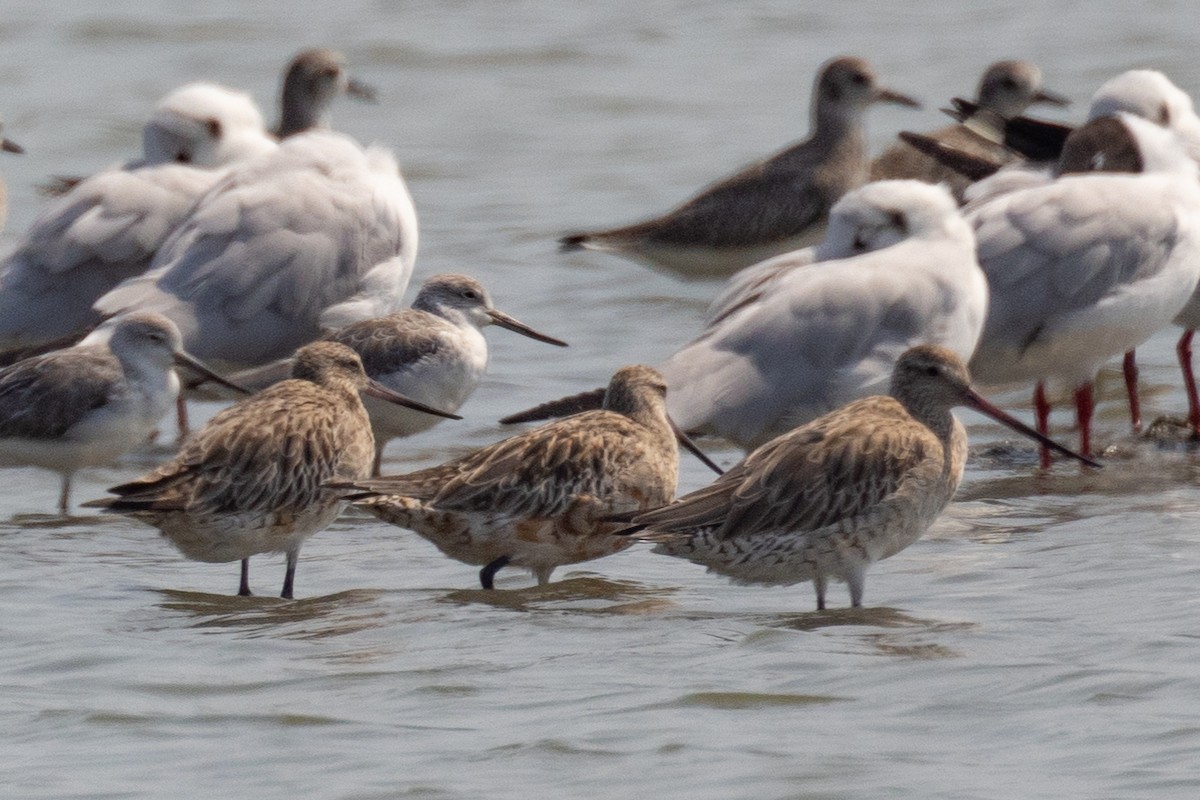 Bar-tailed Godwit - ML617261926