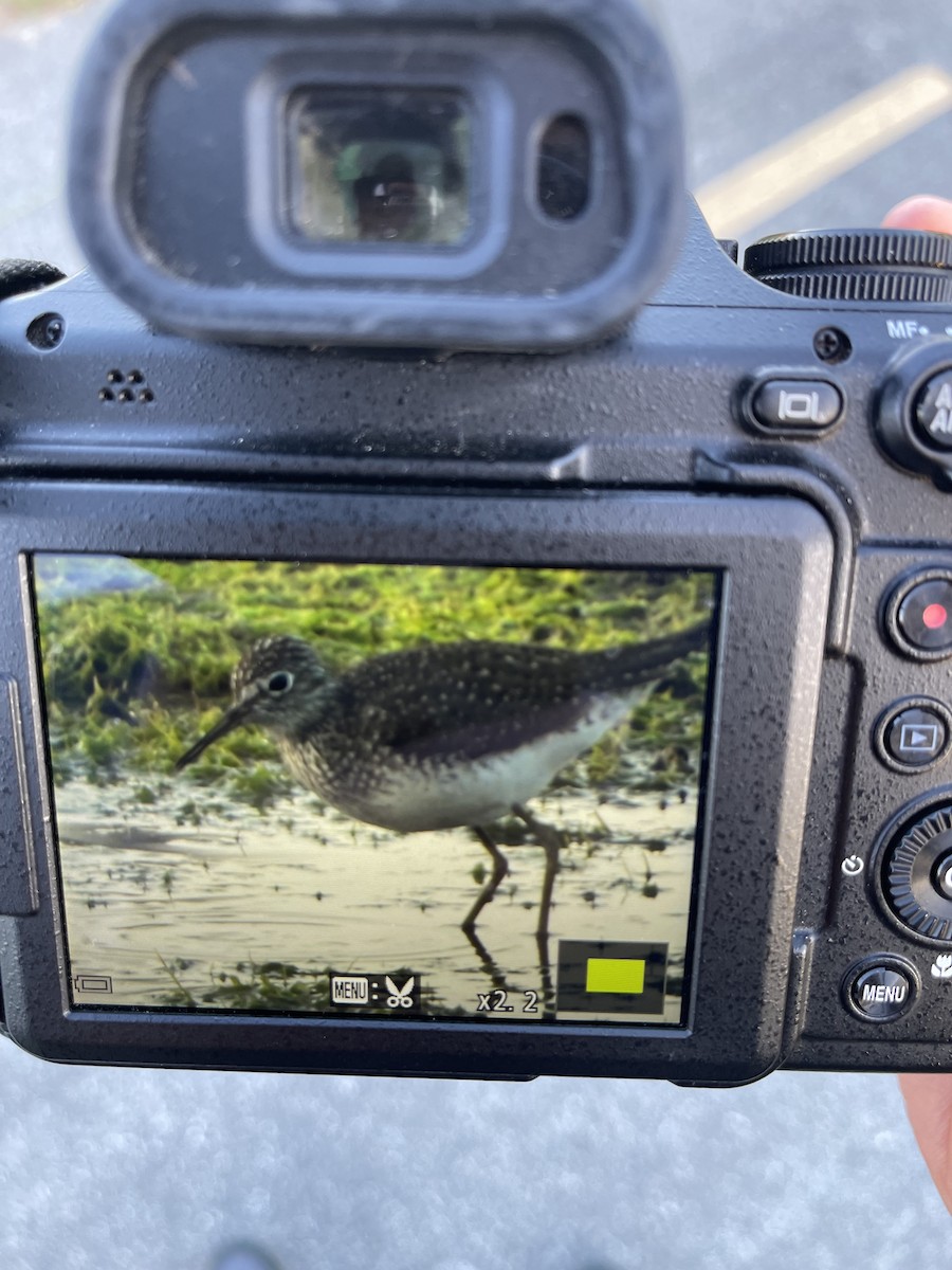 Solitary Sandpiper - Tom Cho