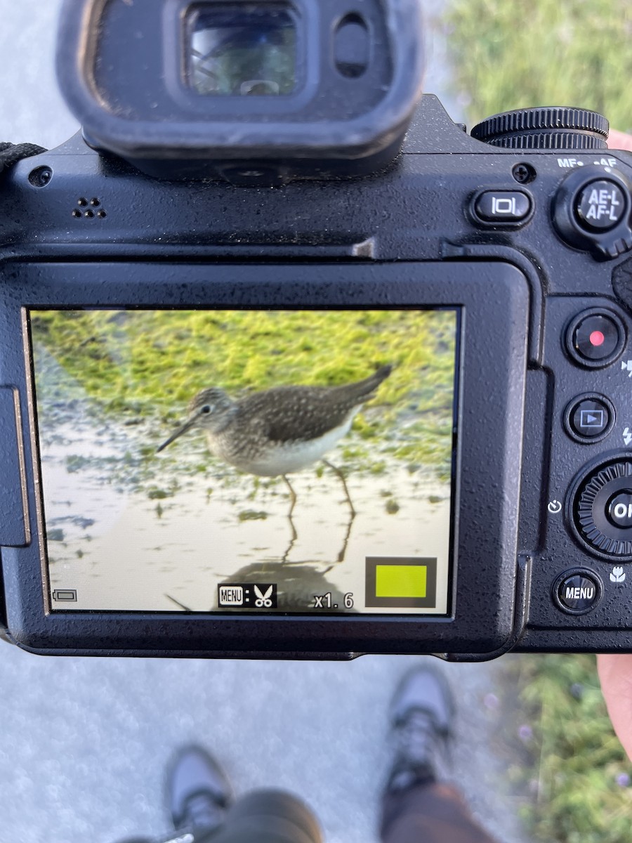 Solitary Sandpiper - ML617261934