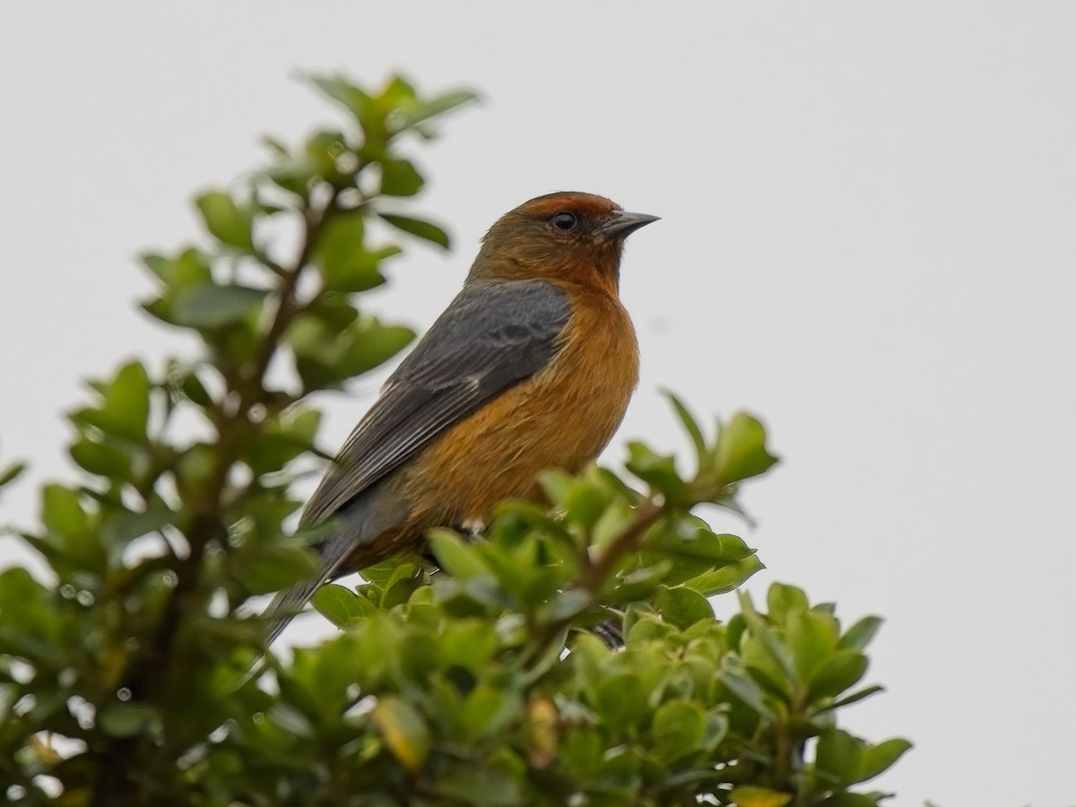 Rufous-browed Conebill - ML617261948