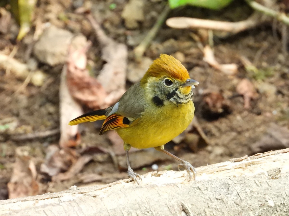 Red-tailed Minla - ML617261955