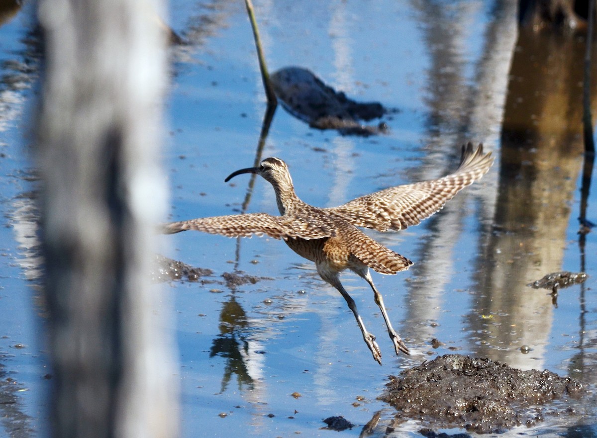 Whimbrel - ML617261974