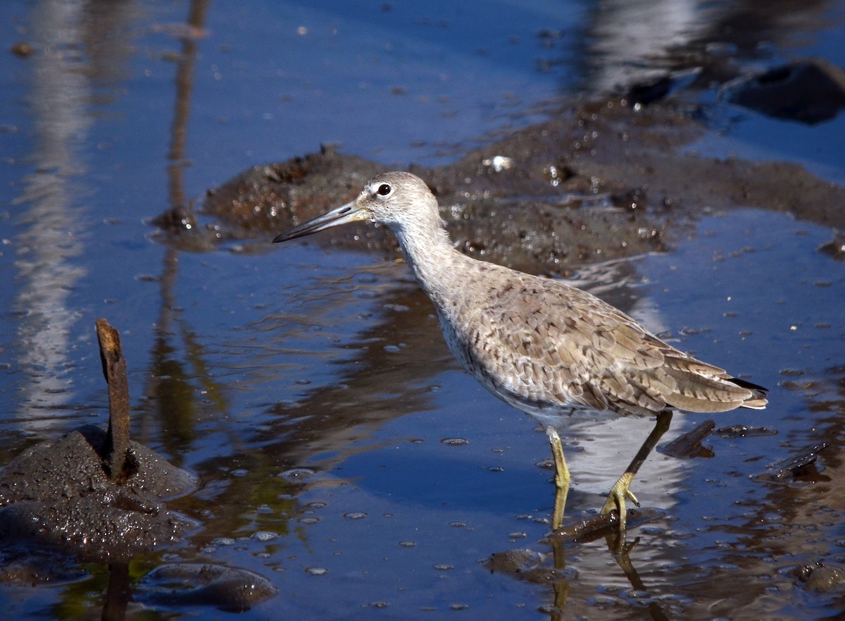 Willet - ML617261979