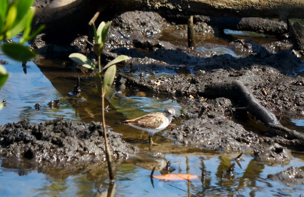 Least Sandpiper - ML617261981