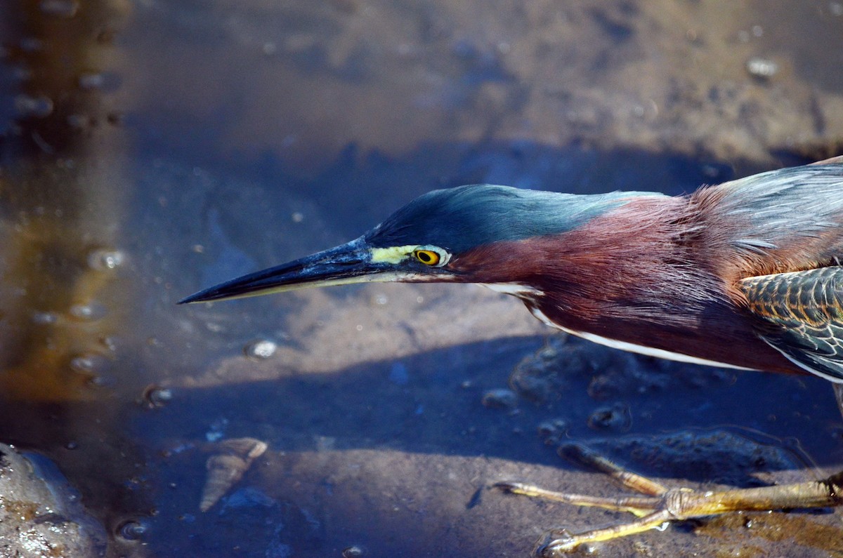 Green Heron - ML617262003