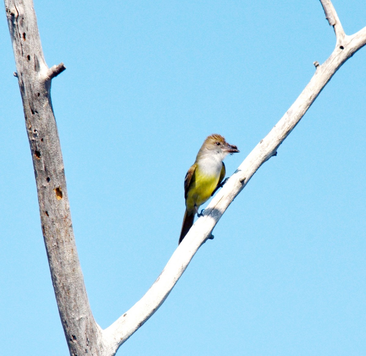 Brown-crested Flycatcher - ML617262045