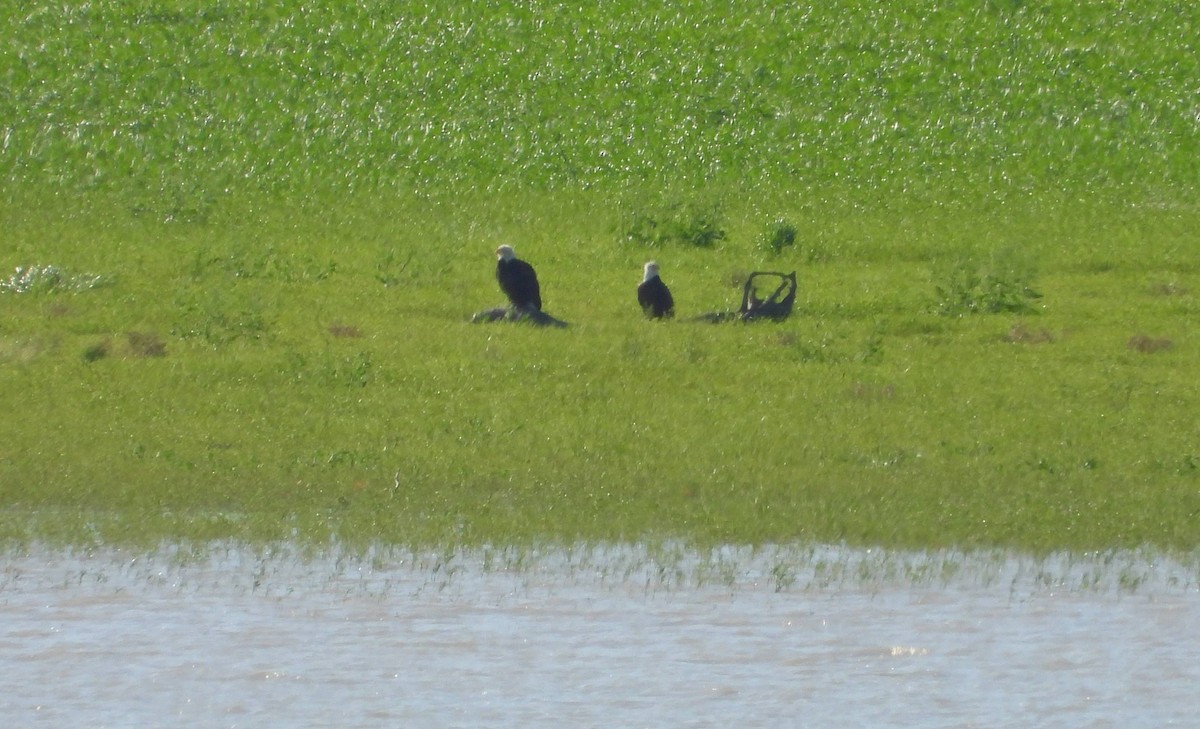 Bald Eagle - ML617262072