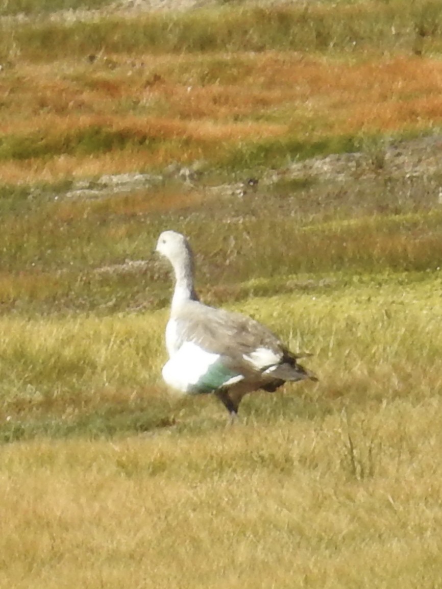 Upland Goose - David Cristóbal Huertas