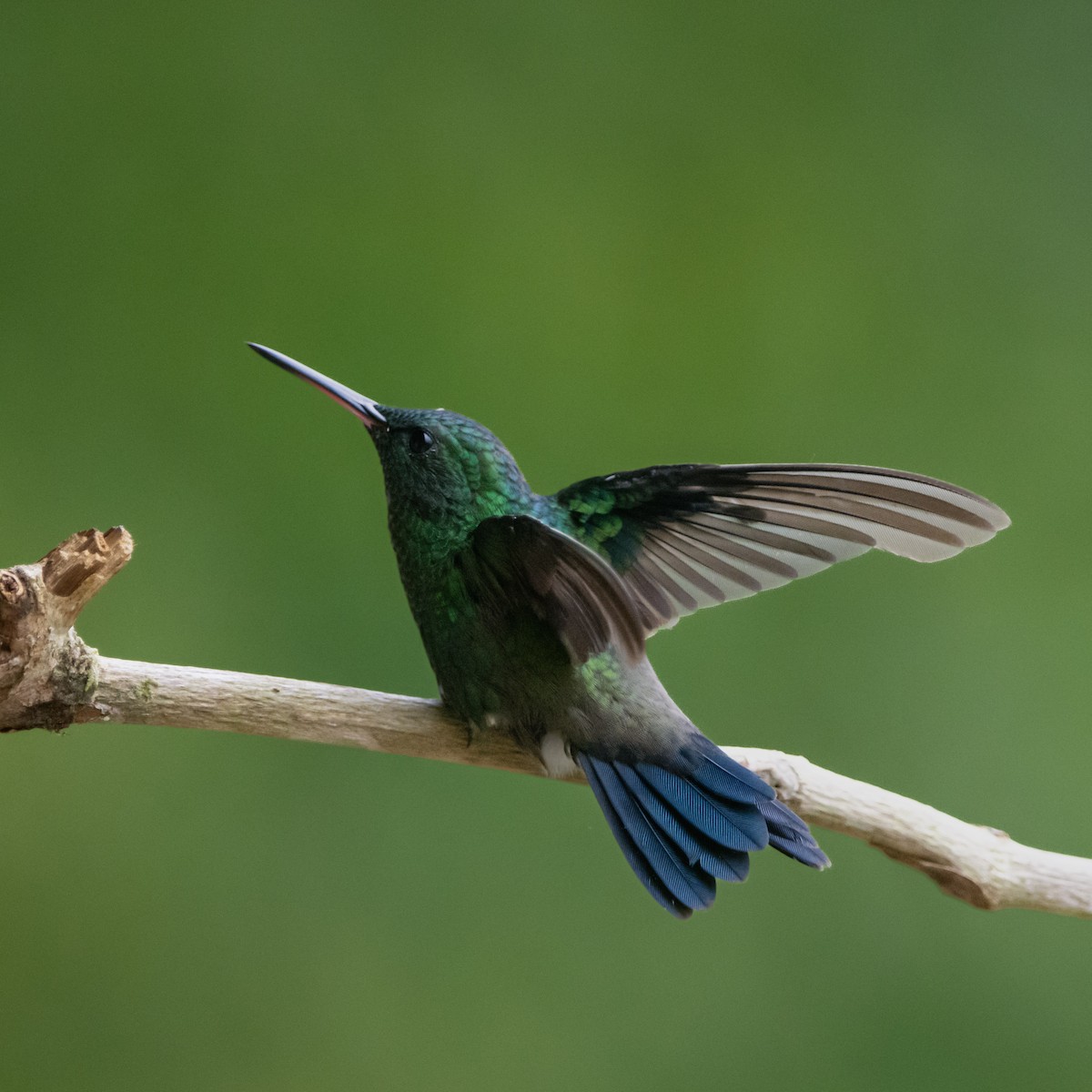 Steely-vented Hummingbird - ML617262105