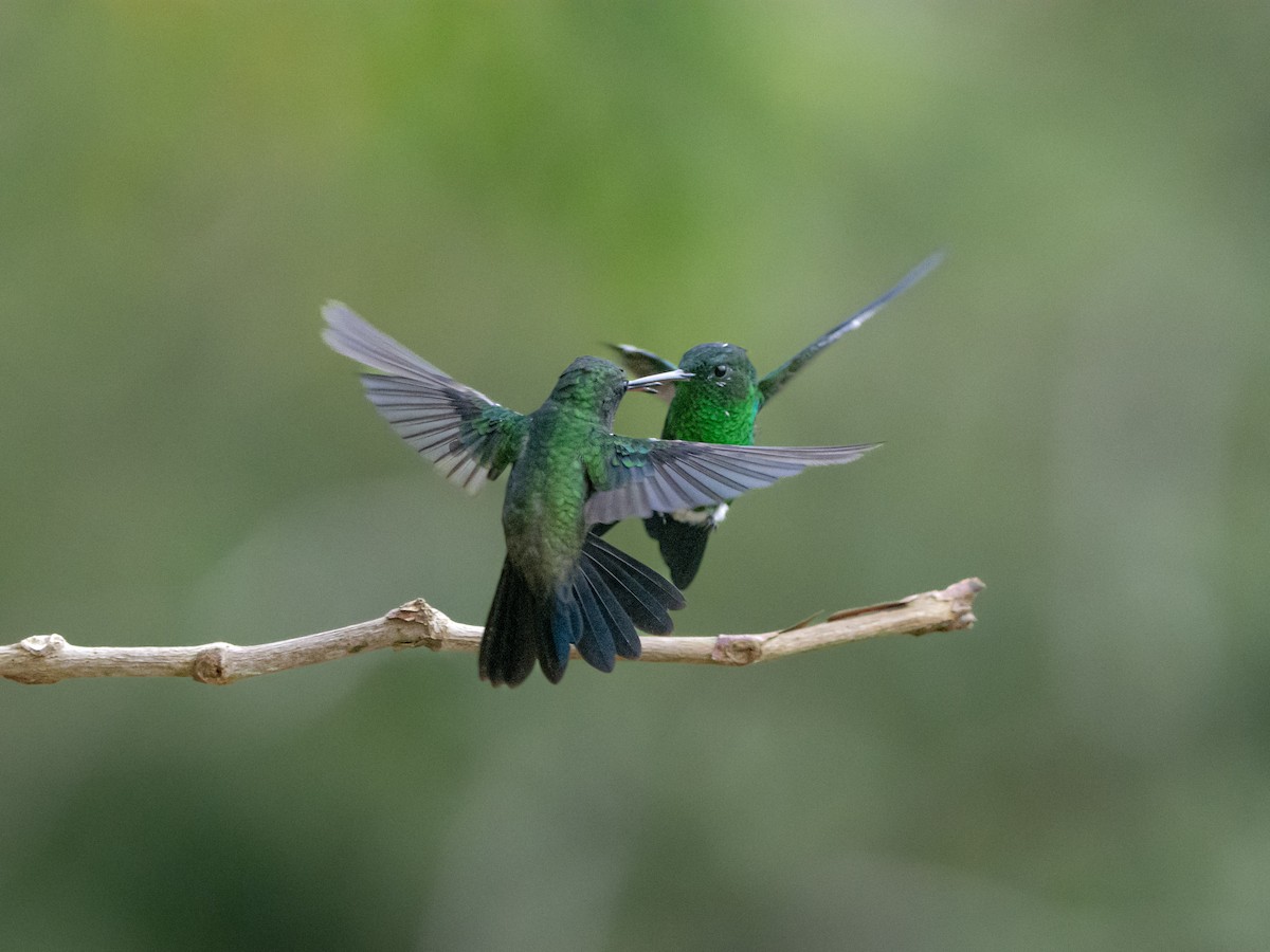 Steely-vented Hummingbird - ML617262107